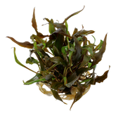 110B TC 安杜椒草(闊葉型) Cryptocoryne undulata 'Broad Leaf'